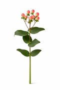 Hypericum - Rood (bes)