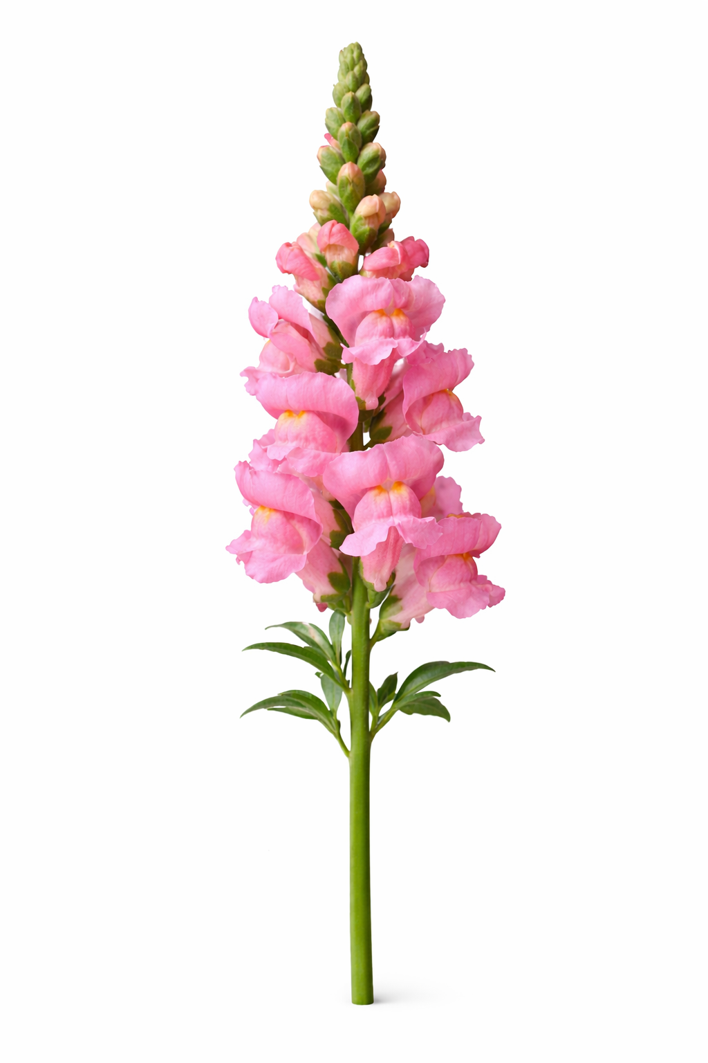 Leeuwenbek - Roze