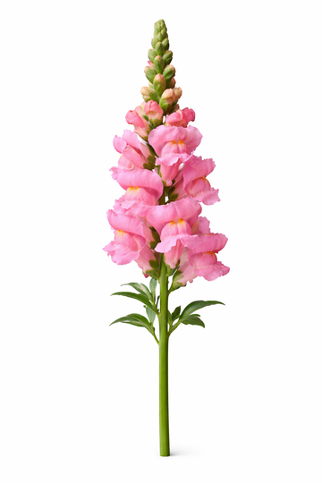 Leeuwenbek - Roze