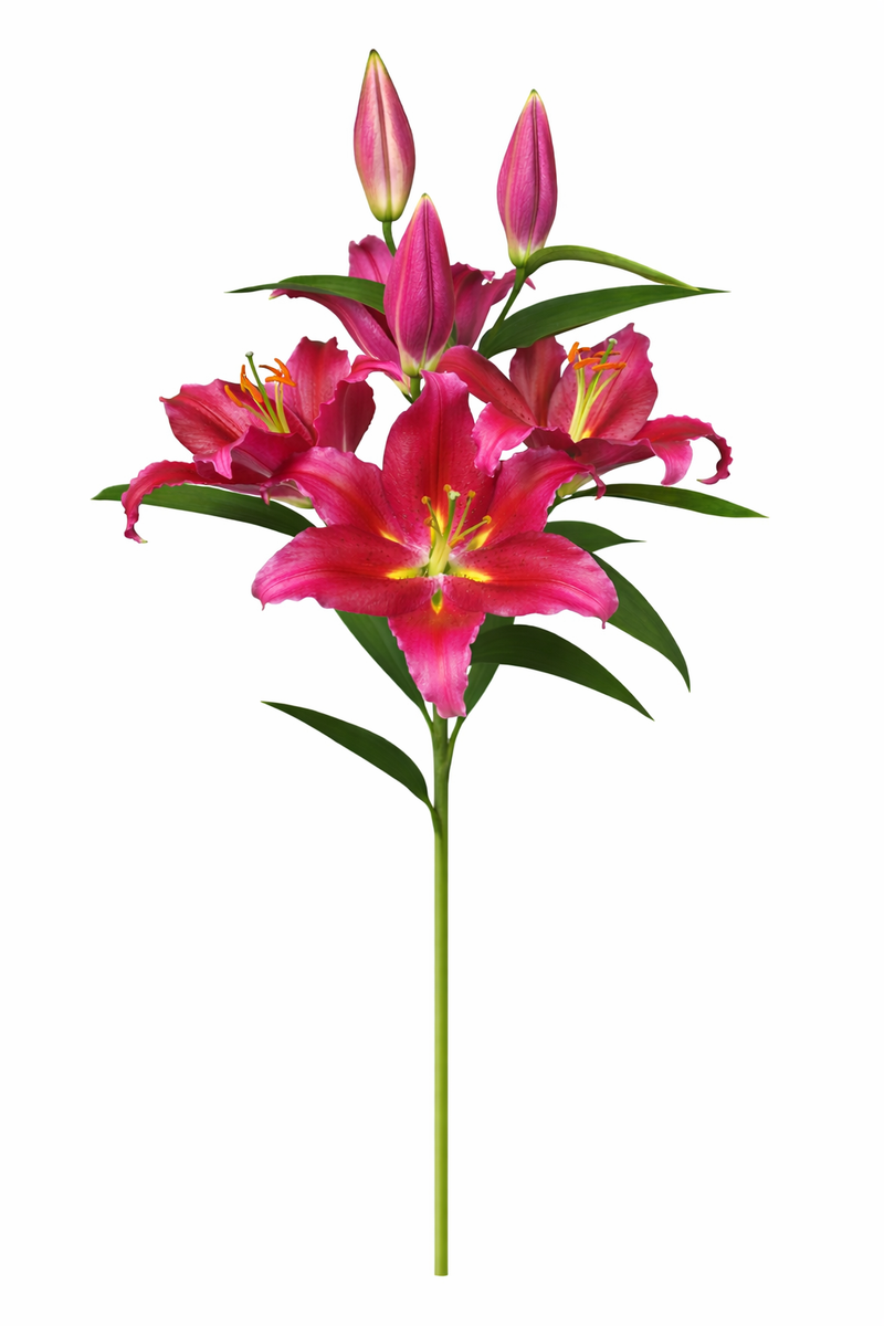 Lelie Or. - Roze