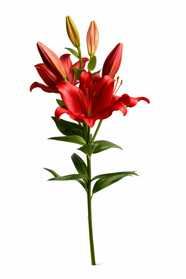 Lelie - Rood Hoofdbloemen