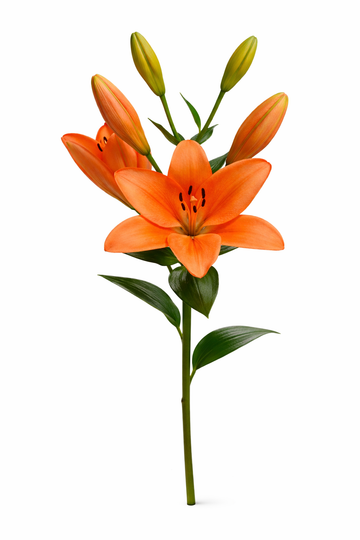 Lelie  Oranje Hoofdbloemen