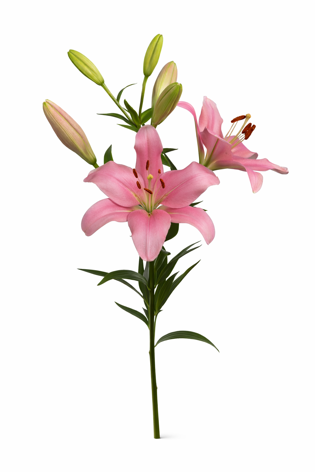 Lelie  Roze Hoofdbloemen