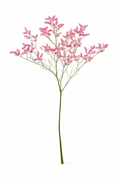 Limonium - Roze