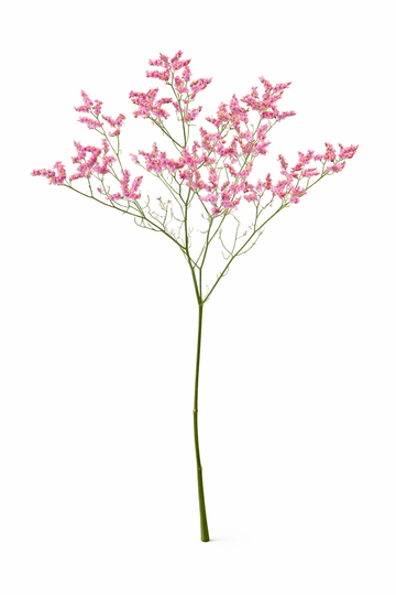 Limonium - Roze