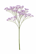 Limonium - Lila