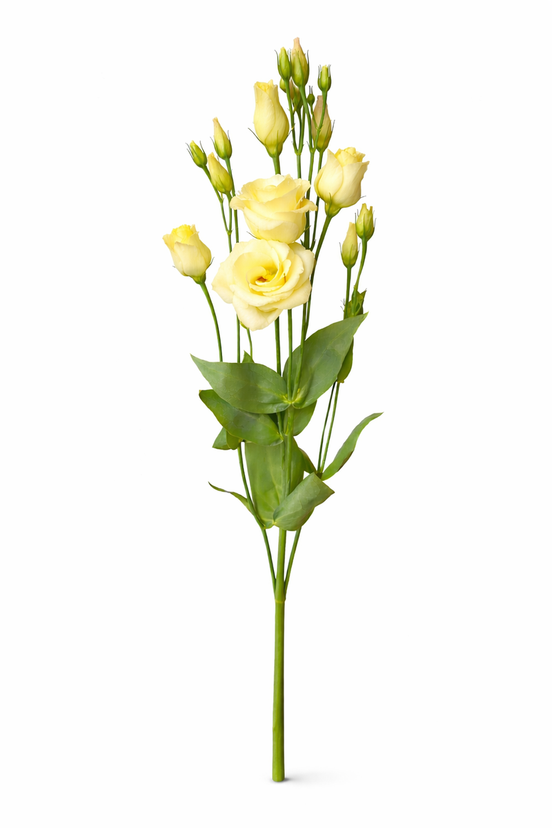Lisianthus - Geel