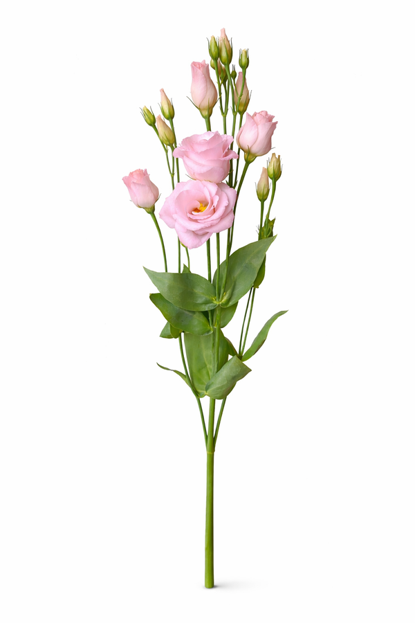 Lisianthus - Roze
