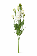 Lisianthus - Wit