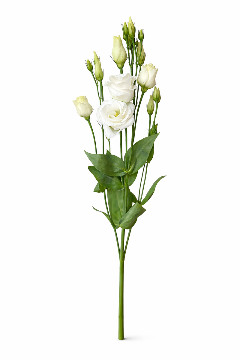 Lisianthus - Wit