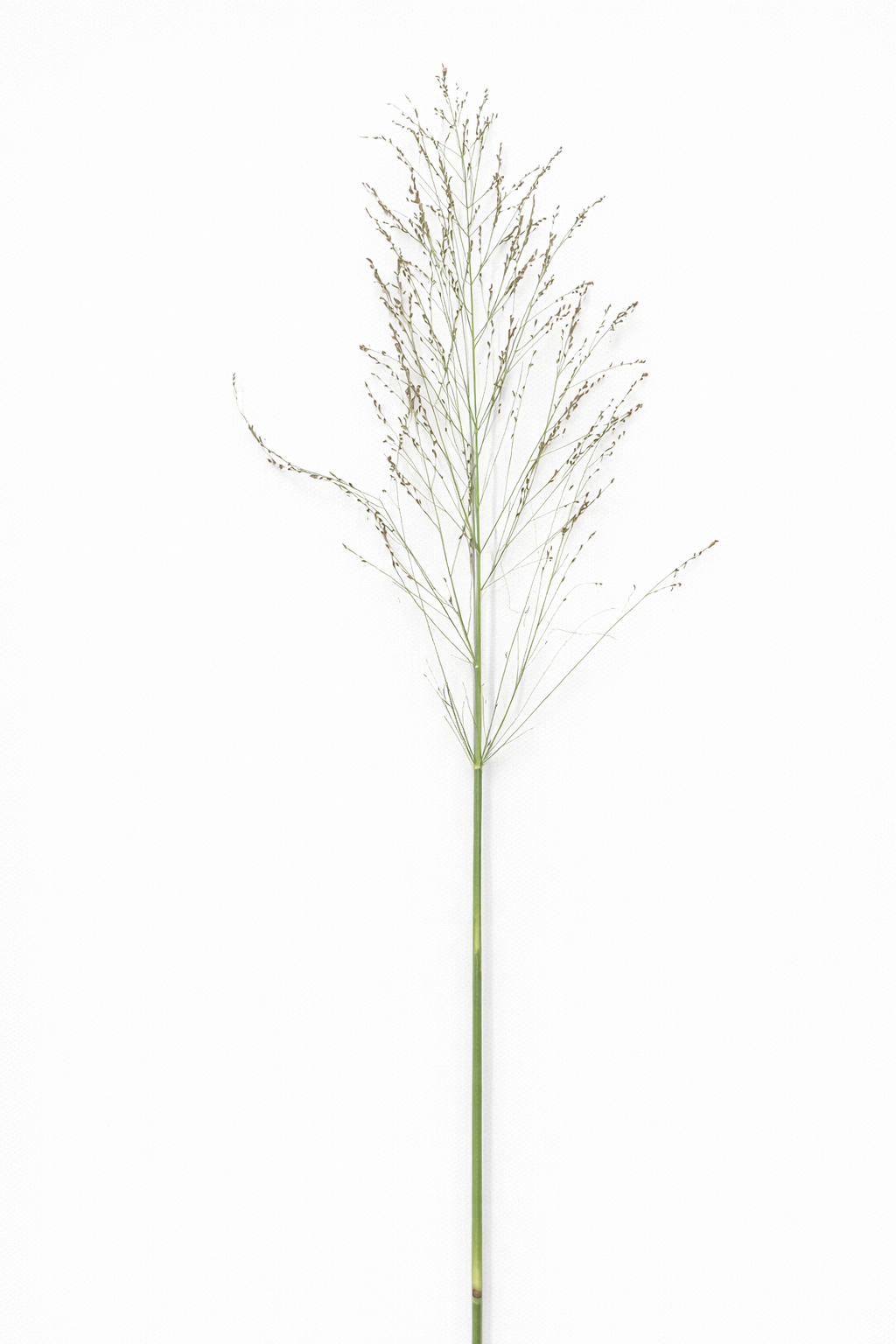 Panicum