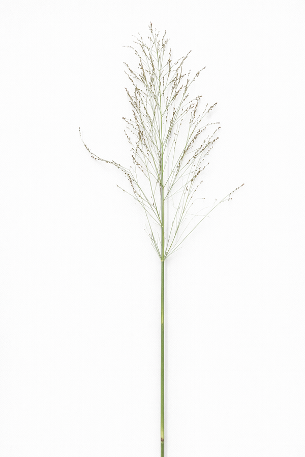 Panicum