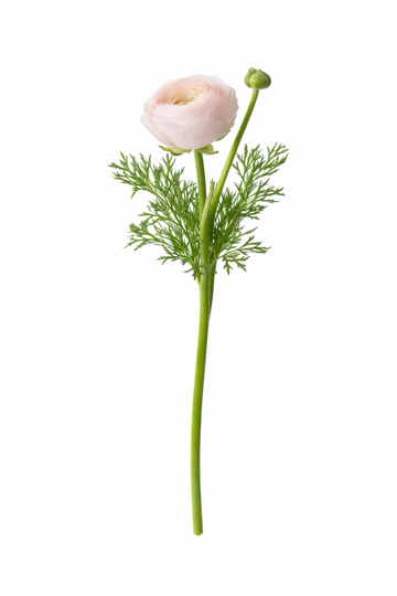 Ranonkel - Roze (Hanoi)