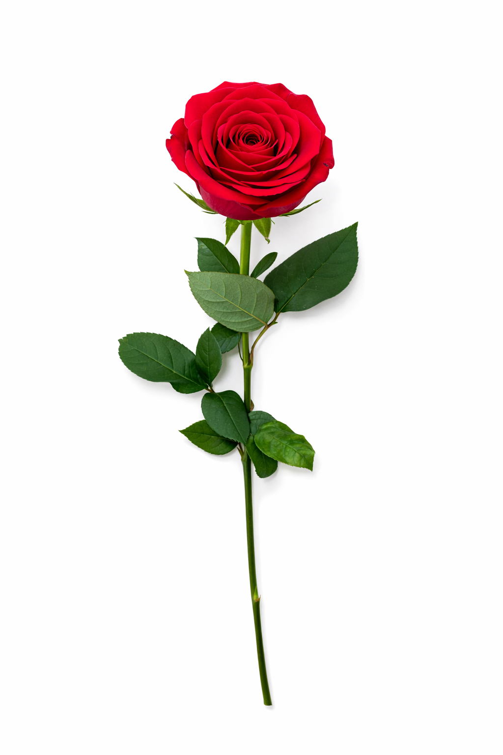 Roos - Rood