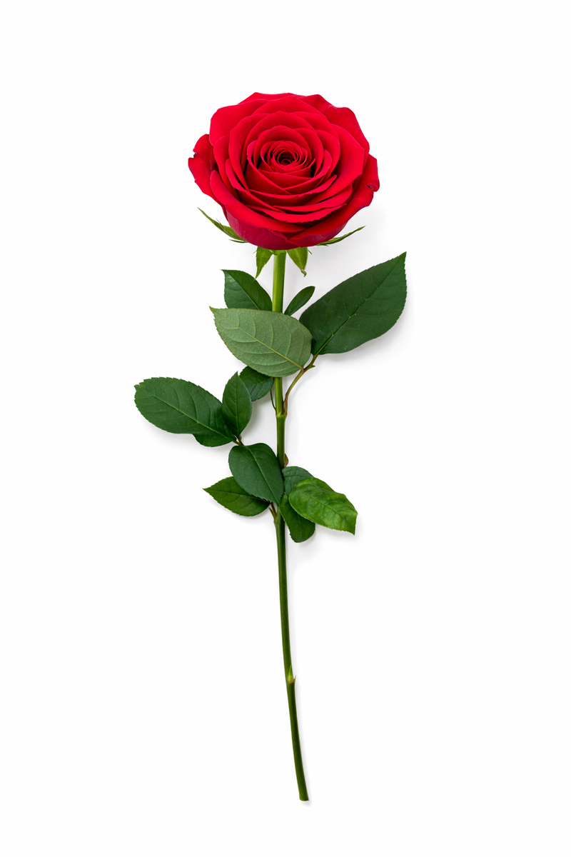 Roos - Rood