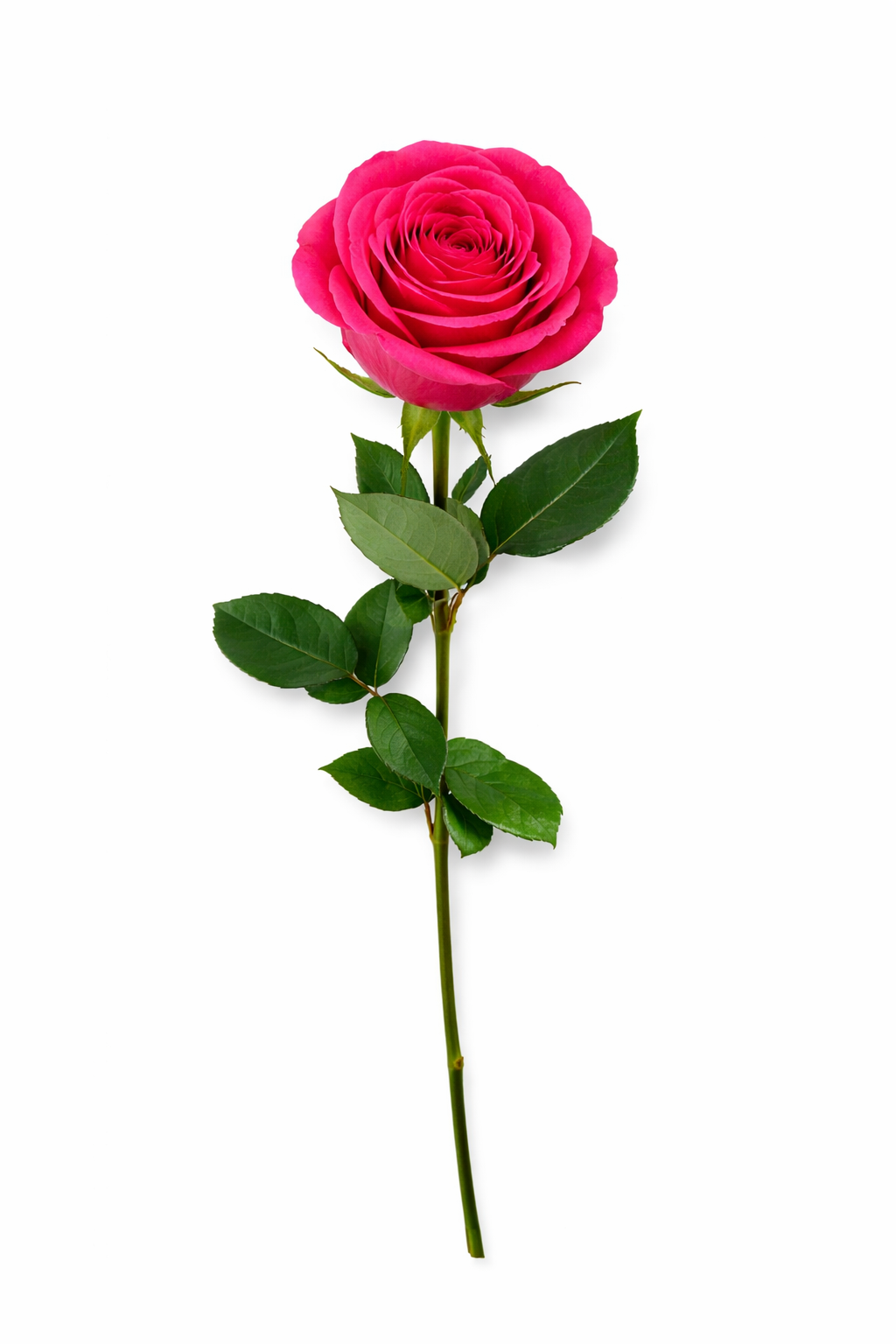 Roos - Roze