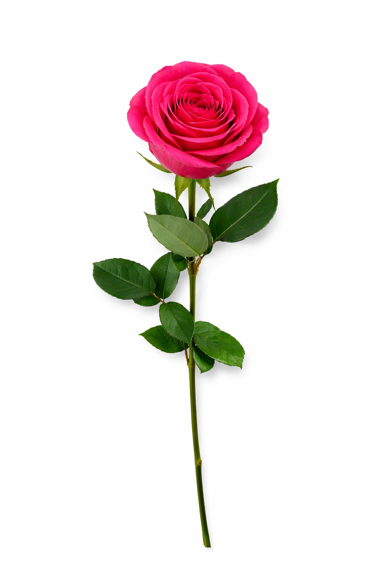 Roos - Roze