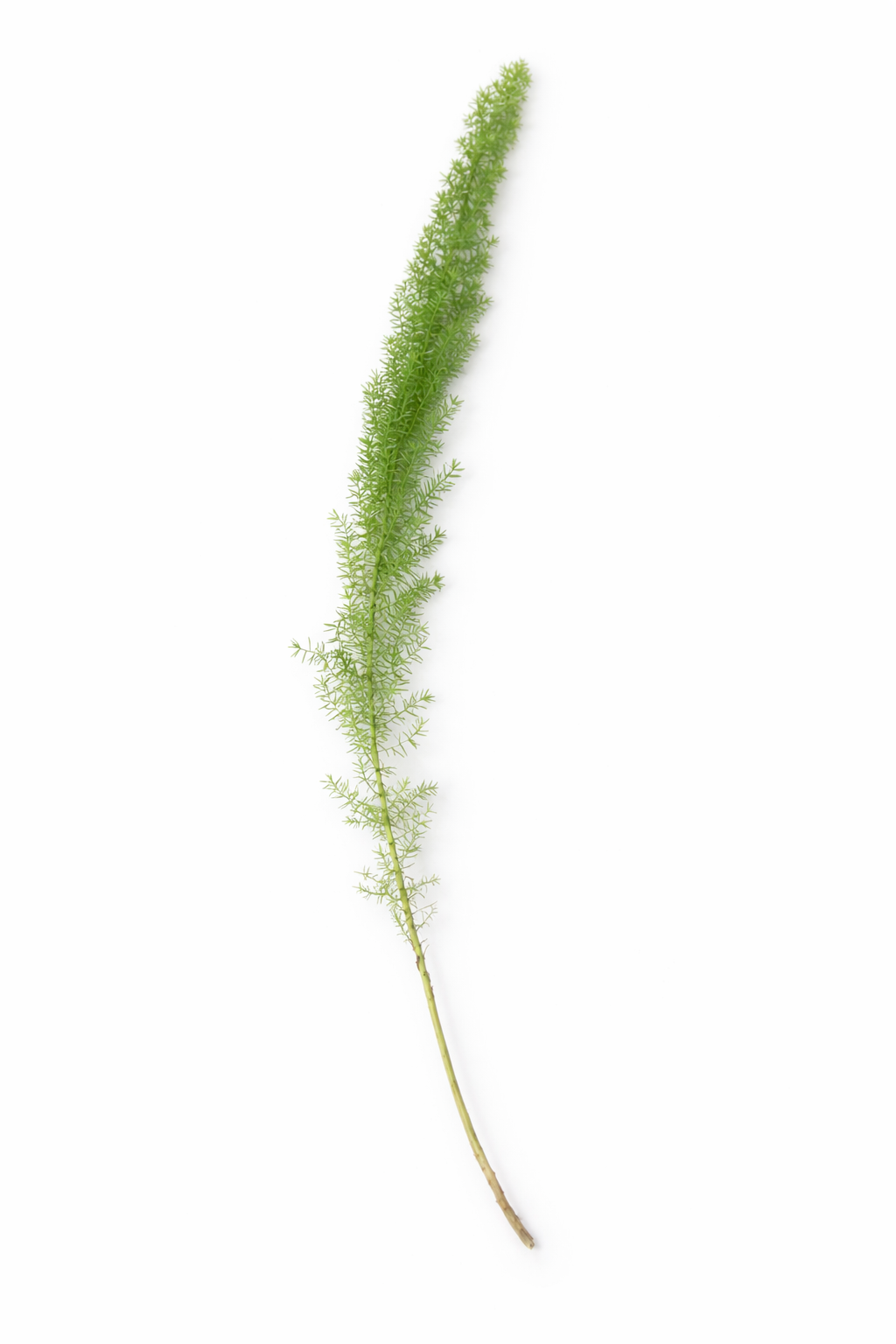 Asparagus - Siergroen