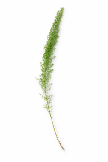 Asparagus - Siergroen