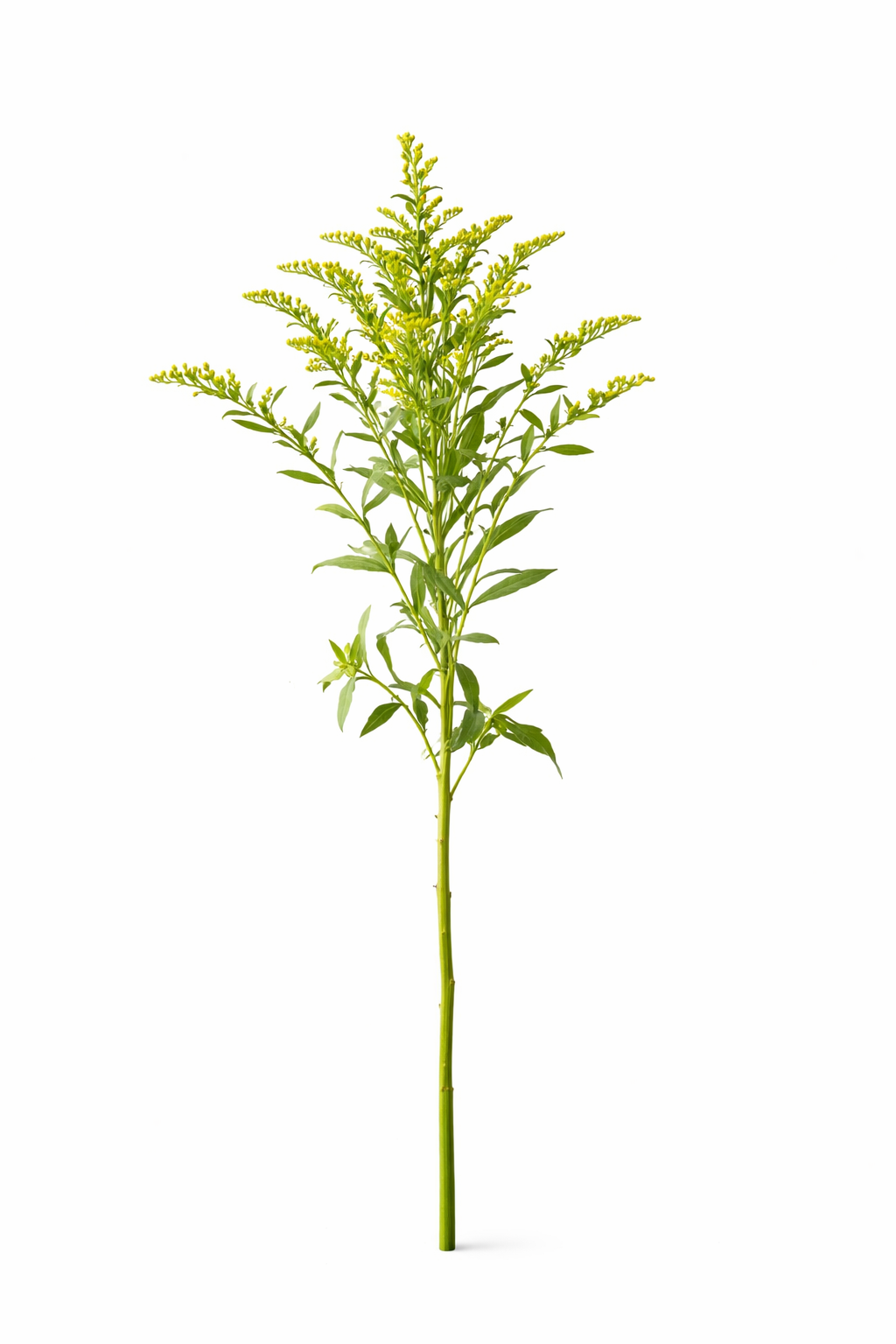 Solidago - Geel