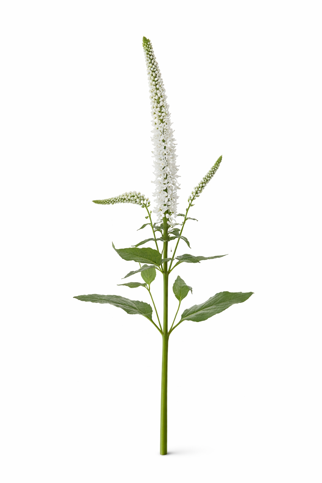 Veronica - Wit