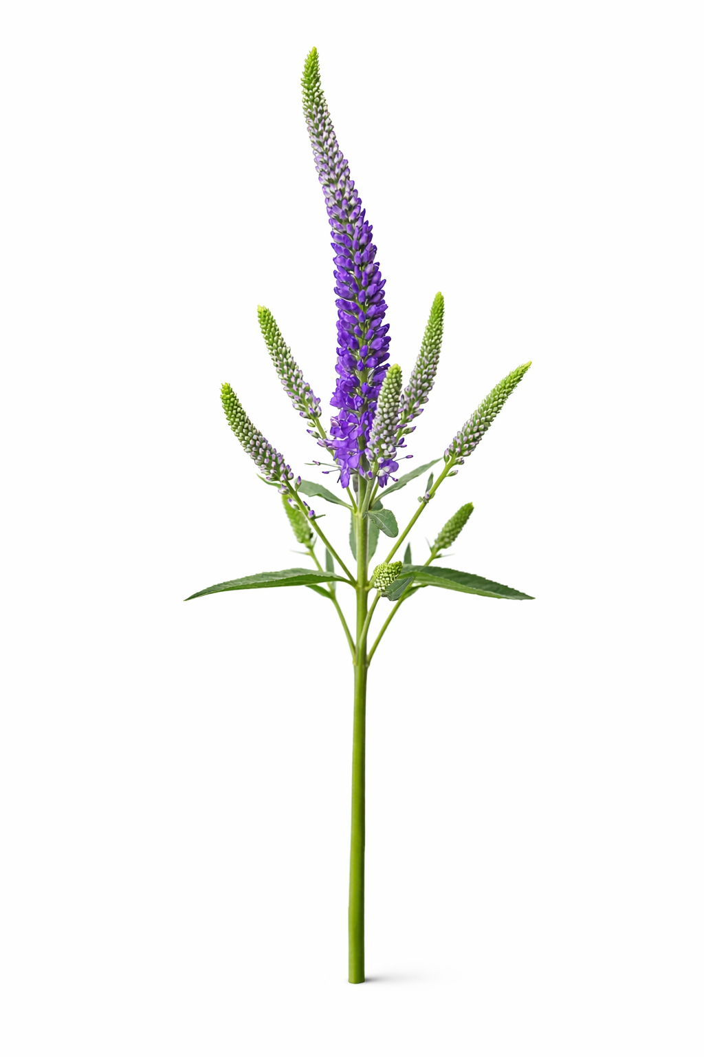 Veronica - Blauw