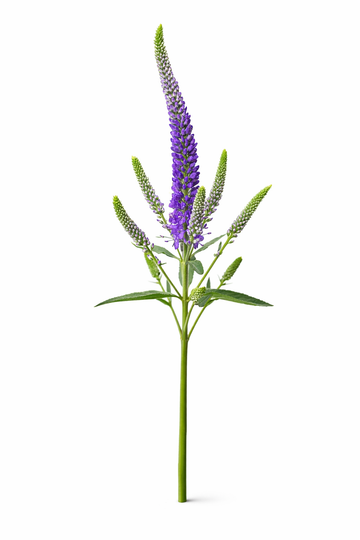 Veronica - Blauw