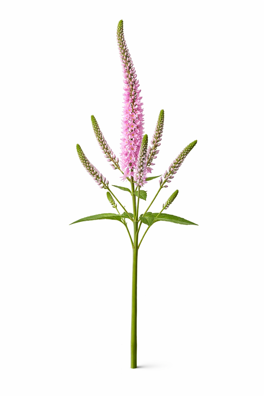 Veronicaroze